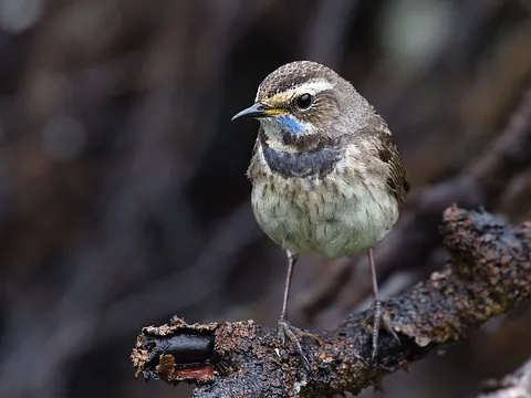 Bluethroat