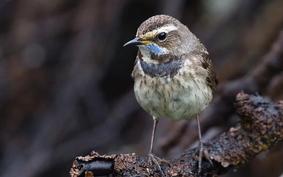 Bluethroat (Luscinia svecica) — photo 4 of 5