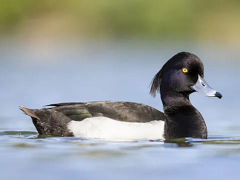Tufted Duck