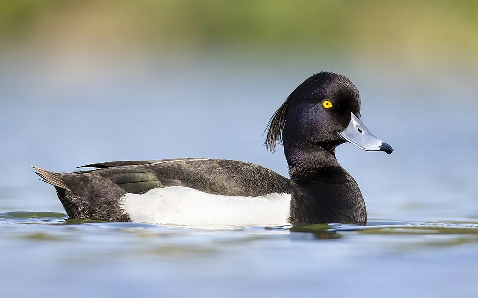 Tufted Duck (Aythya fuligula) — photo 1 of 3