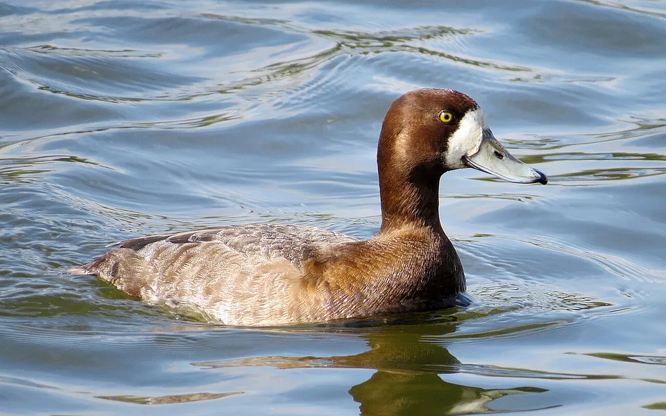 Greater Scaup