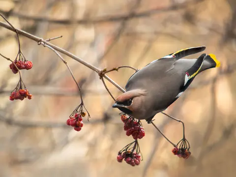 Bohemian Waxwing