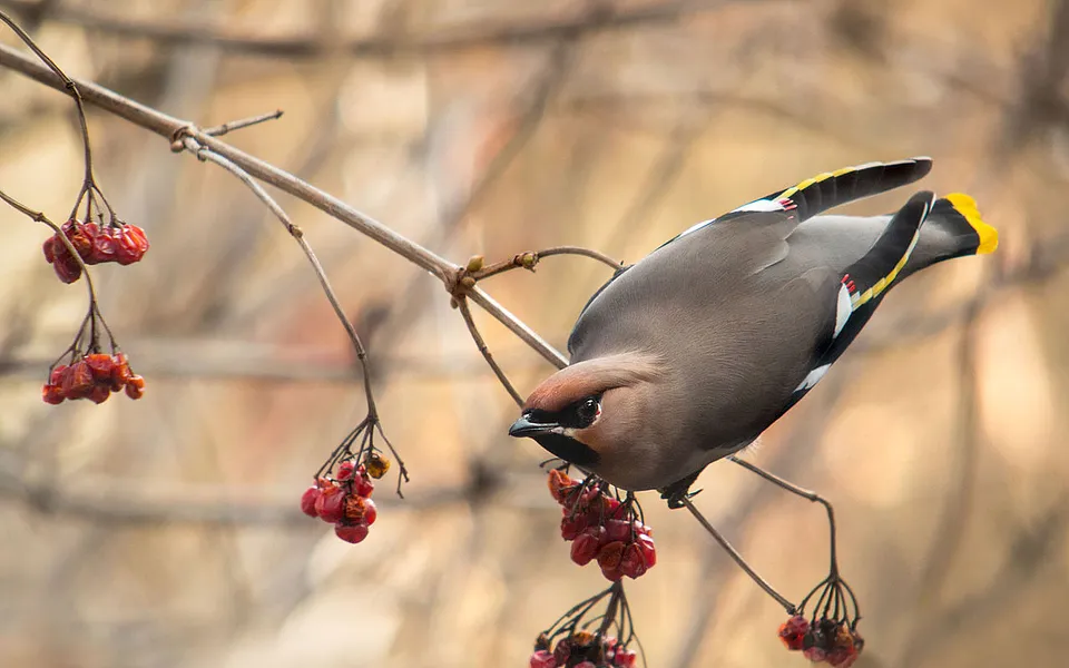 Bohemian Waxwing
