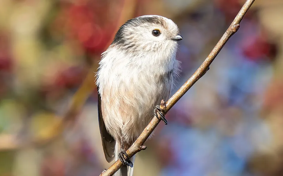 Long-tailed Tit