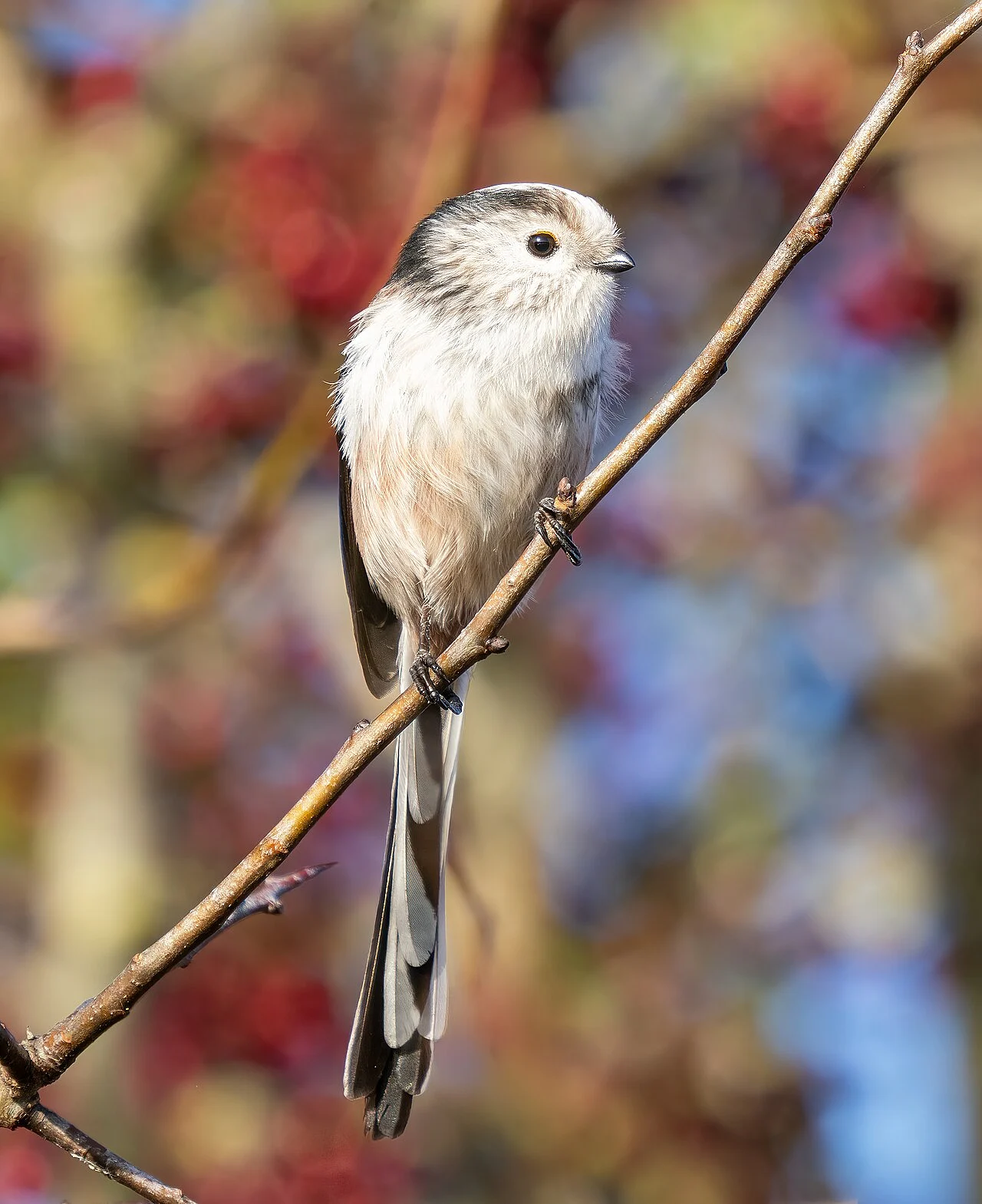Long-tailed Tit
