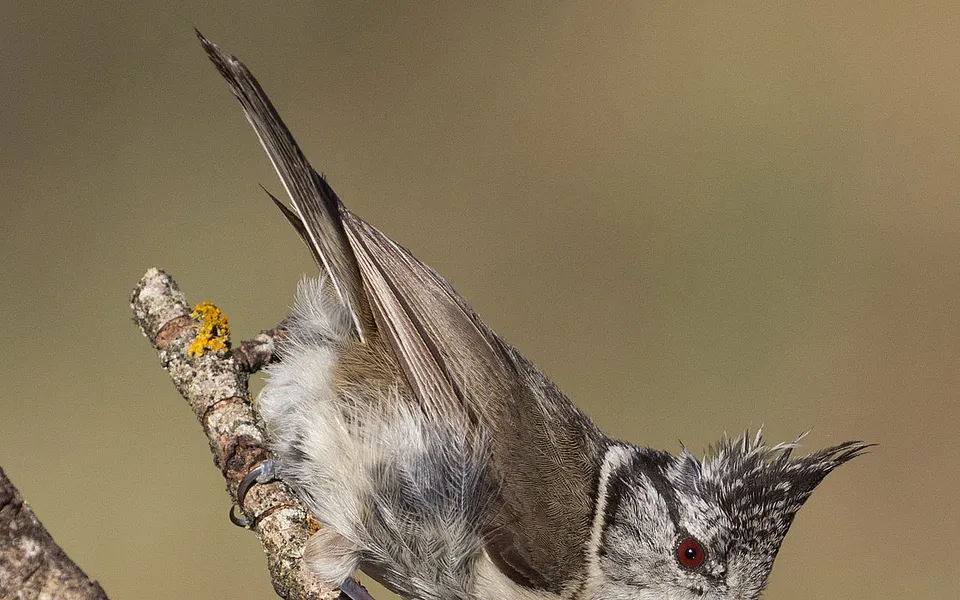 Crested Tit (Lophophanes cristatus) — photo 1 of 5