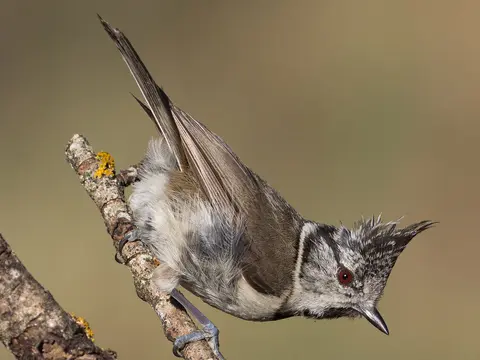 Crested Tit