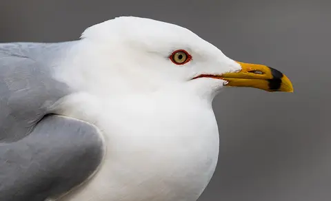 Ring-billed Gull (Larus delawarensis) — photo 2 of 6