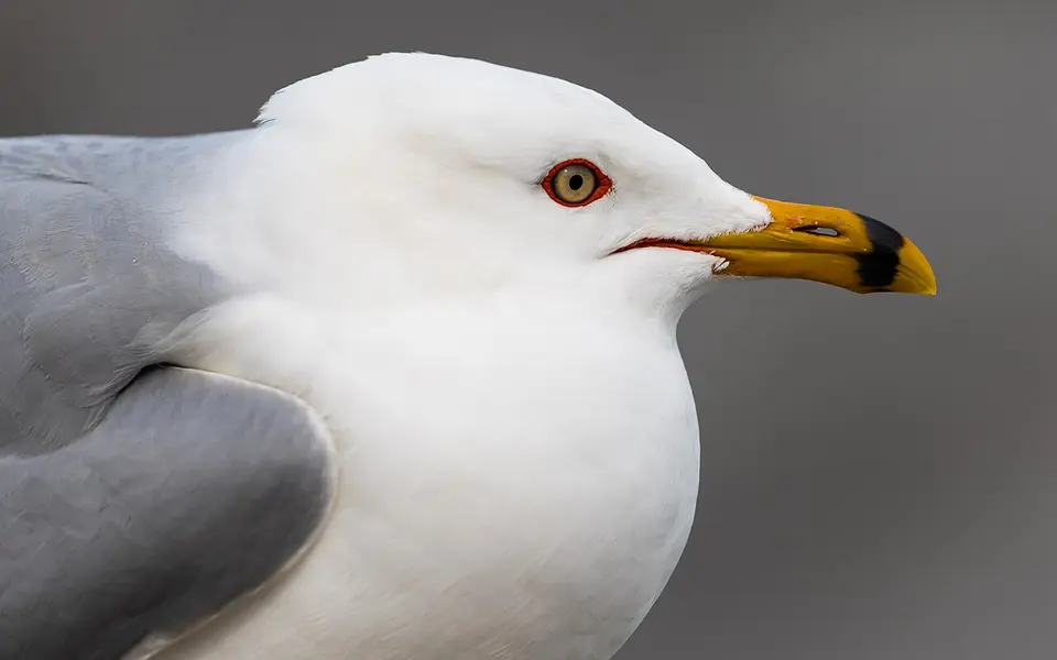 Ring-billed Gull (Larus delawarensis) — photo 5 of 6