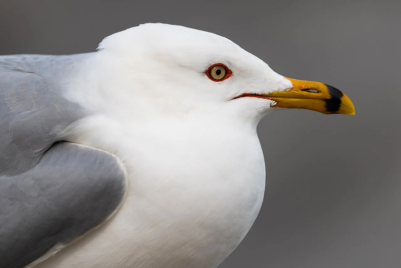 Ring-billed Gull (Larus delawarensis) — photo 5 of 6