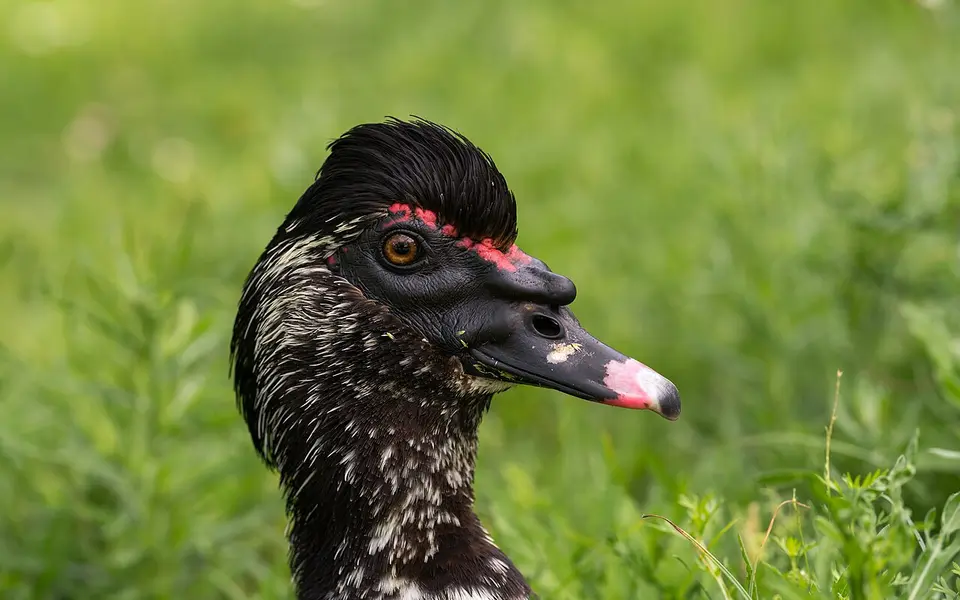 Muscovy Duck (Cairina moschata) — photo 2 of 8