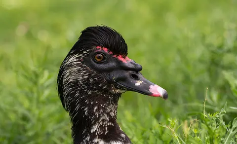 Muscovy Duck (Cairina moschata) — photo 2 of 8