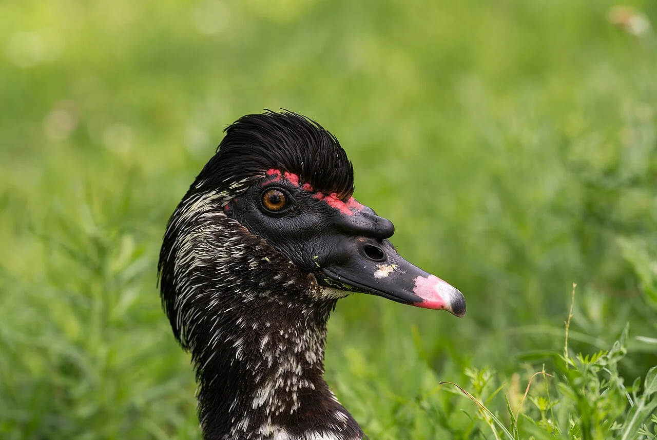 Muscovy Duck (Cairina moschata) — photo 2 of 8