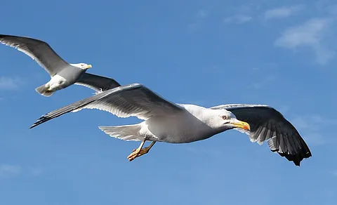 Yellow-legged Gull