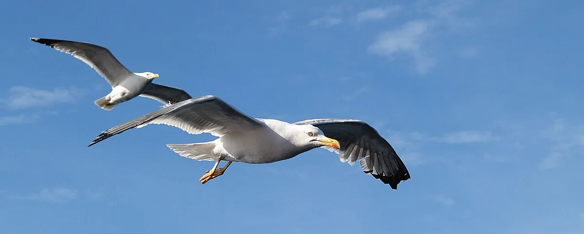 Yellow-legged Gull
