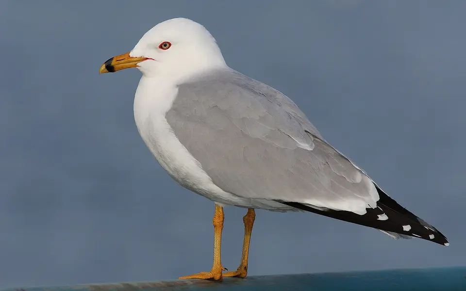 Ring-billed Gull (Larus delawarensis) — photo 1 of 6