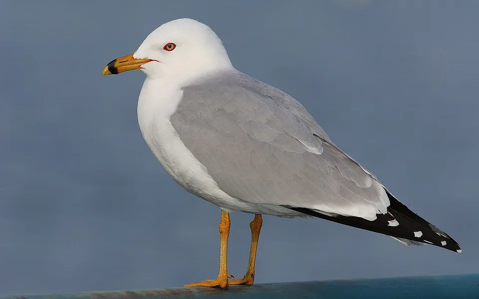 Ring-billed Gull