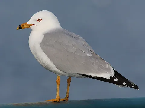 Ring-billed Gull