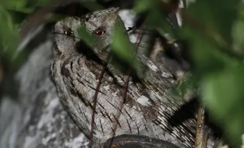 Eurasian Scops-Owl (Otus scops) — photo 2 of 5
