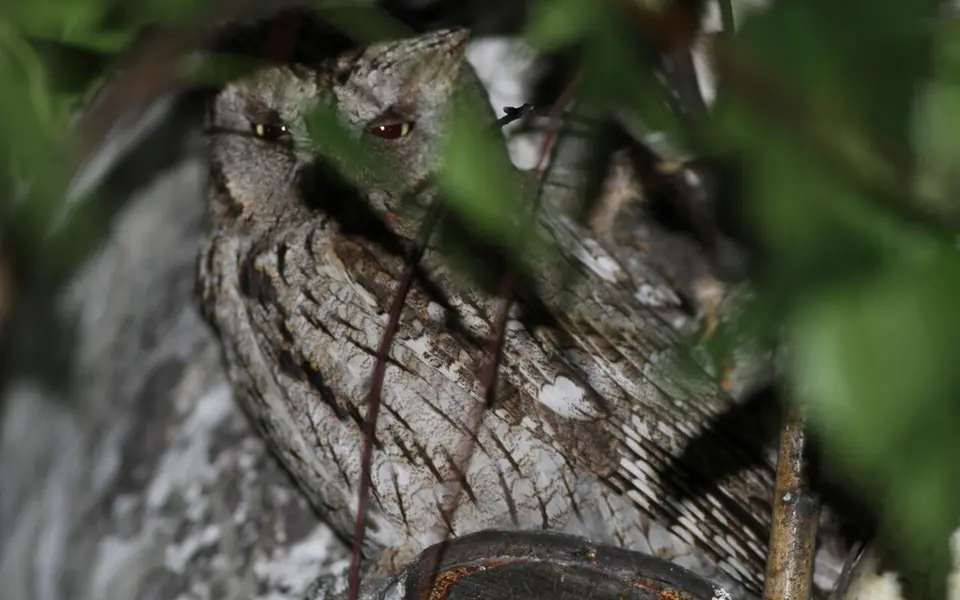 Eurasian Scops-Owl (Otus scops) — photo 1 of 5
