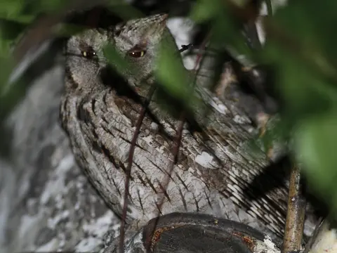 Eurasian Scops-Owl