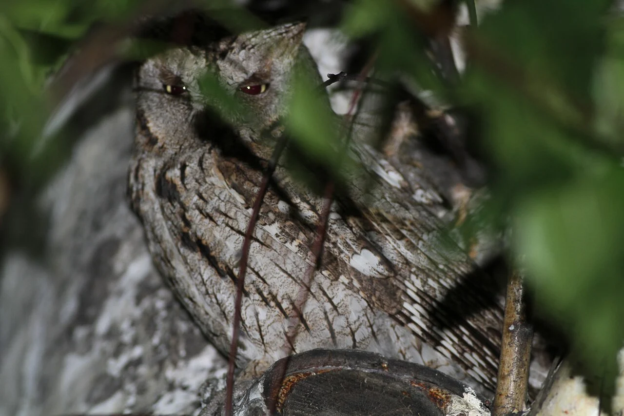 Eurasian Scops-Owl (Otus scops) — photo 1 of 5