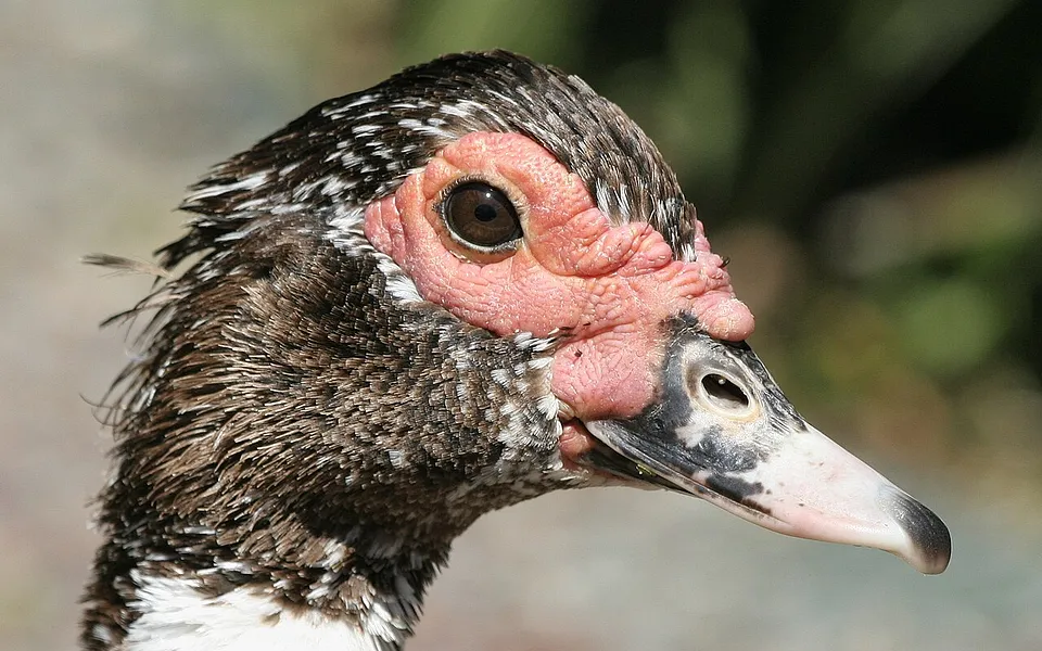 Muscovy Duck (Cairina moschata) — photo 1 of 5