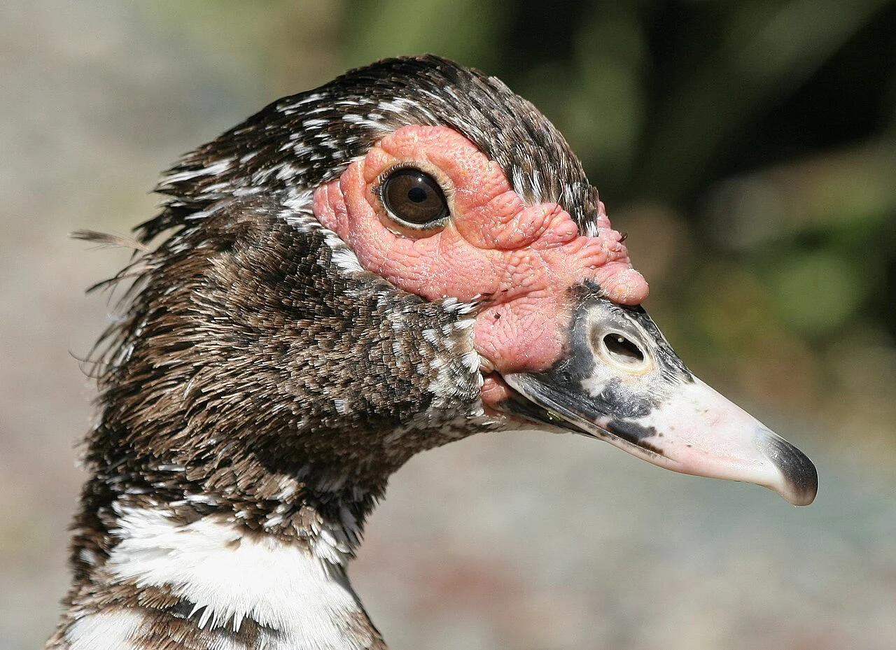 Muscovy Duck (Cairina moschata) — photo 1 of 5