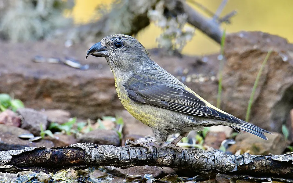 Red Crossbill