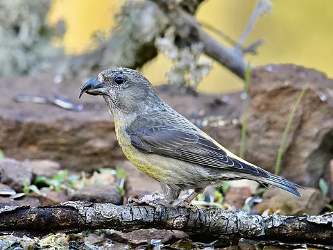 Red Crossbill