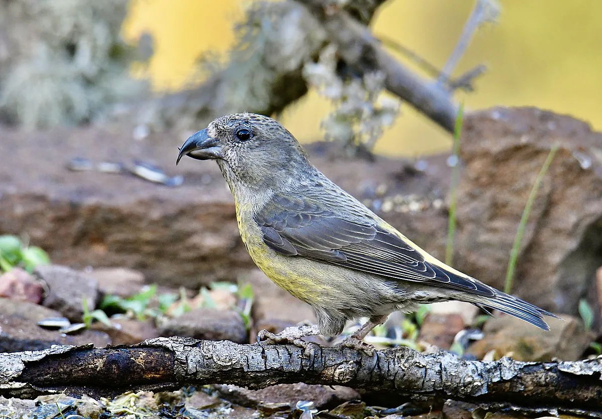 Red Crossbill