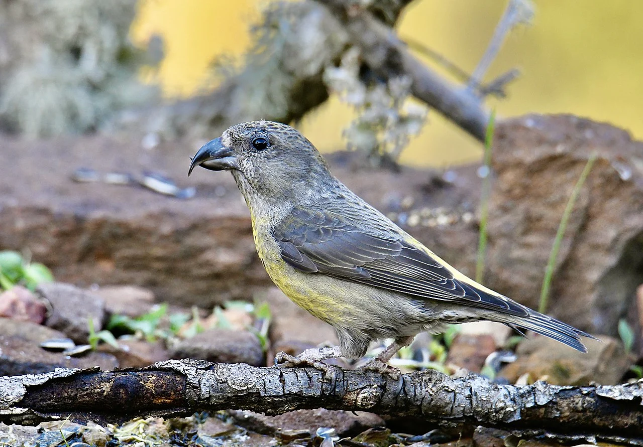 Red Crossbill