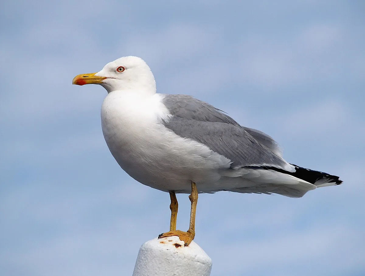 Yellow-legged Gull