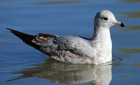 Ring-billed Gull