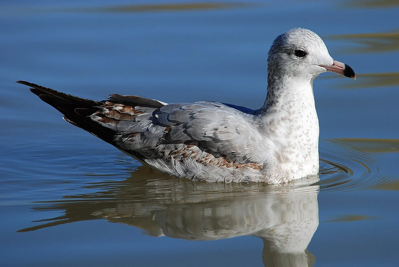 Ring-billed Gull