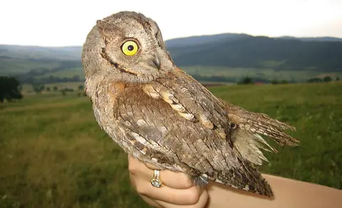 Eurasian Scops-Owl (Otus scops) — photo 2 of 5