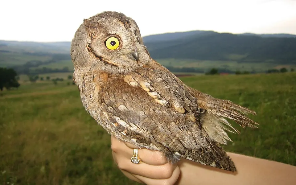 Eurasian Scops-Owl (Otus scops) — photo 2 of 5