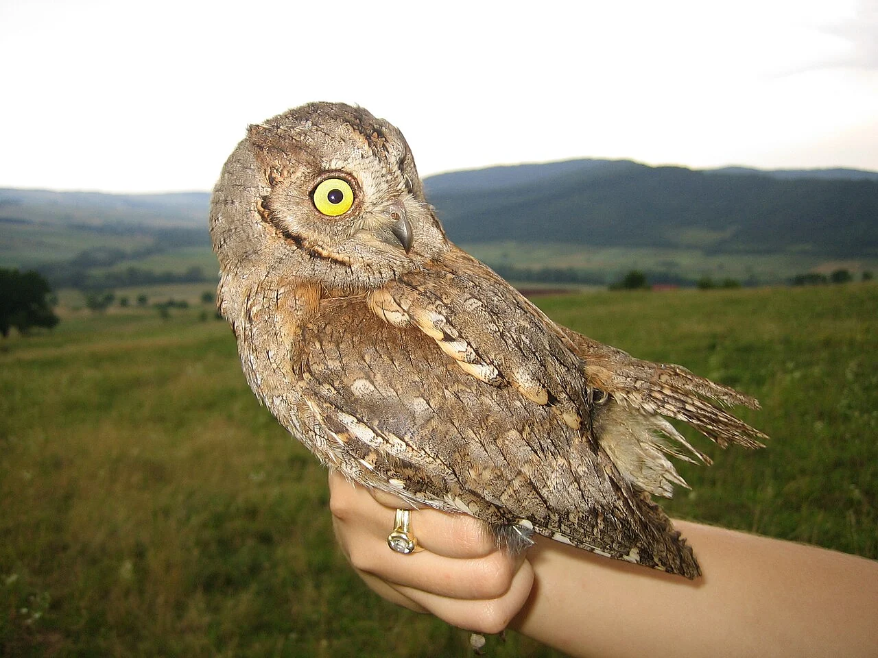 Eurasian Scops-Owl (Otus scops) — photo 2 of 5