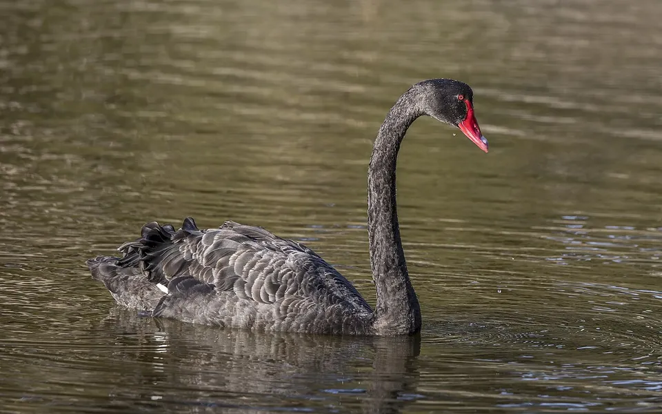 Black Swan (Cygnus atratus) — photo 2 of 5