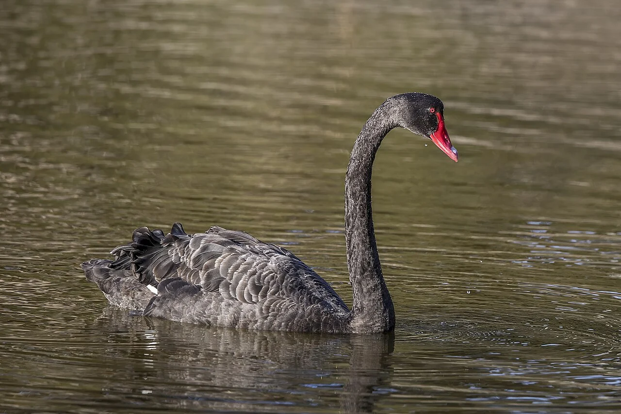 Black Swan (Cygnus atratus) — photo 2 of 5
