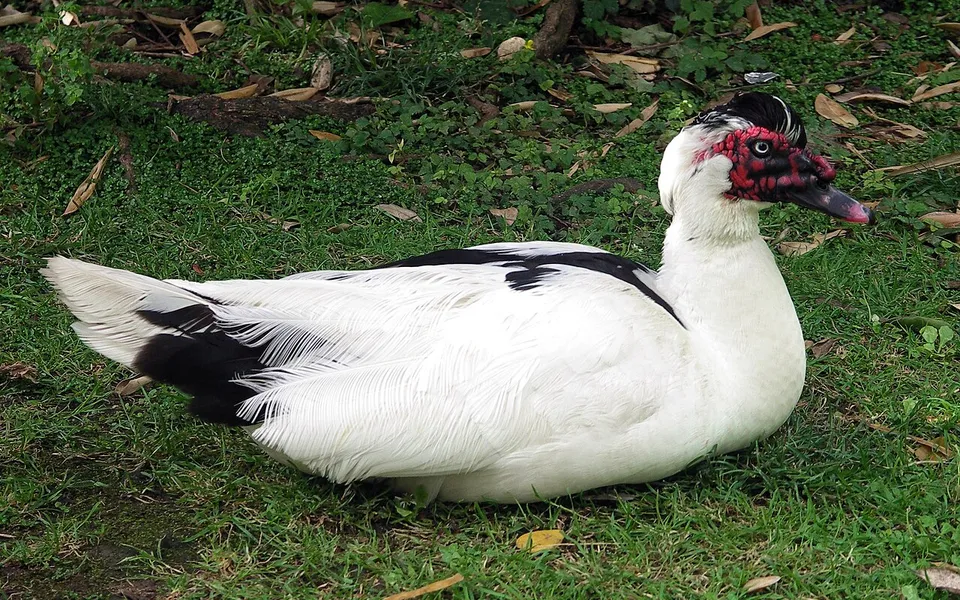 Muscovy Duck (Cairina moschata) — photo 2 of 5