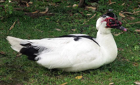 Muscovy Duck (Cairina moschata) — photo 2 of 5