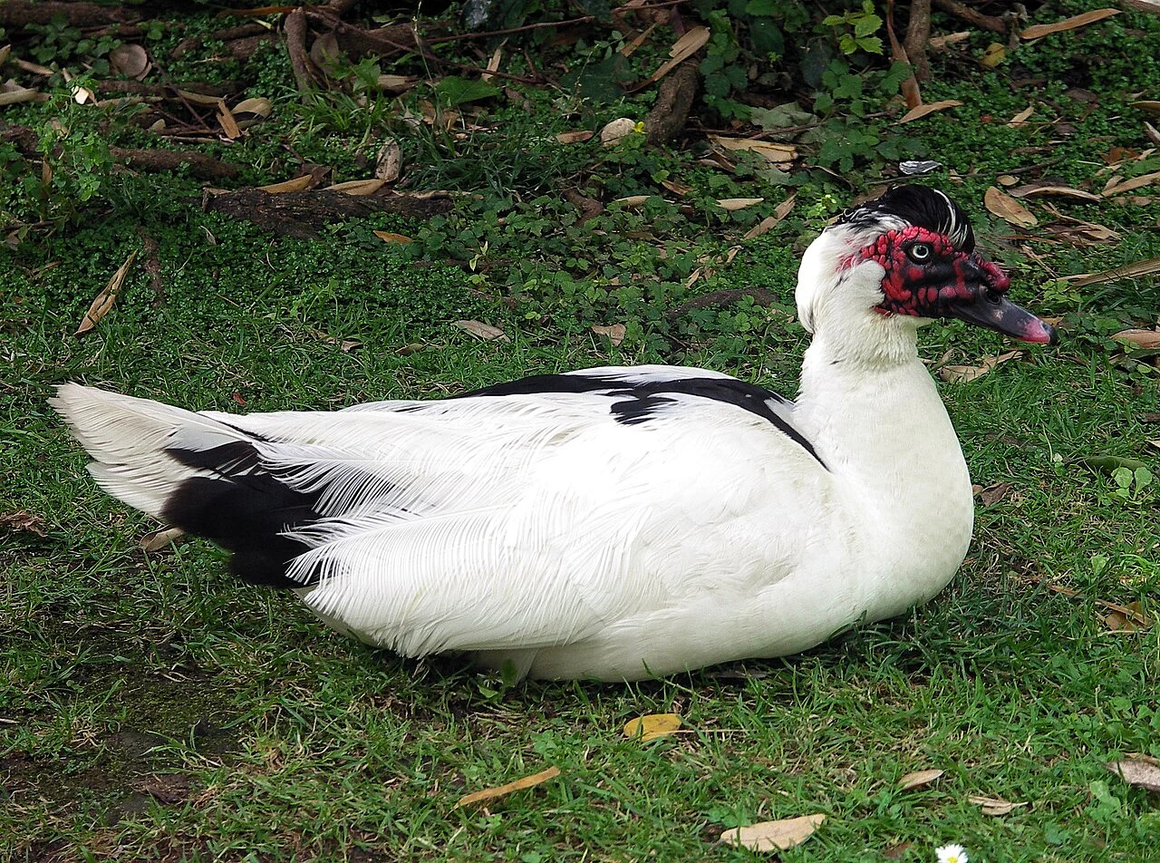 Muscovy Duck (Cairina moschata) — photo 2 of 5