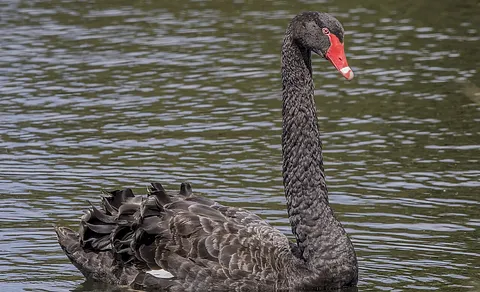 Black Swan (Cygnus atratus) — photo 3 of 5