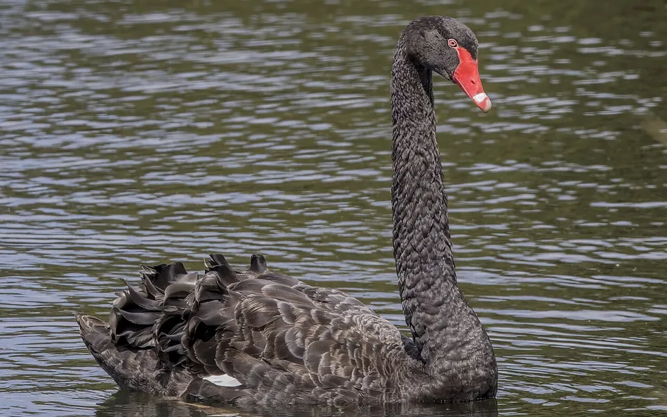 Black Swan (Cygnus atratus) — photo 3 of 5
