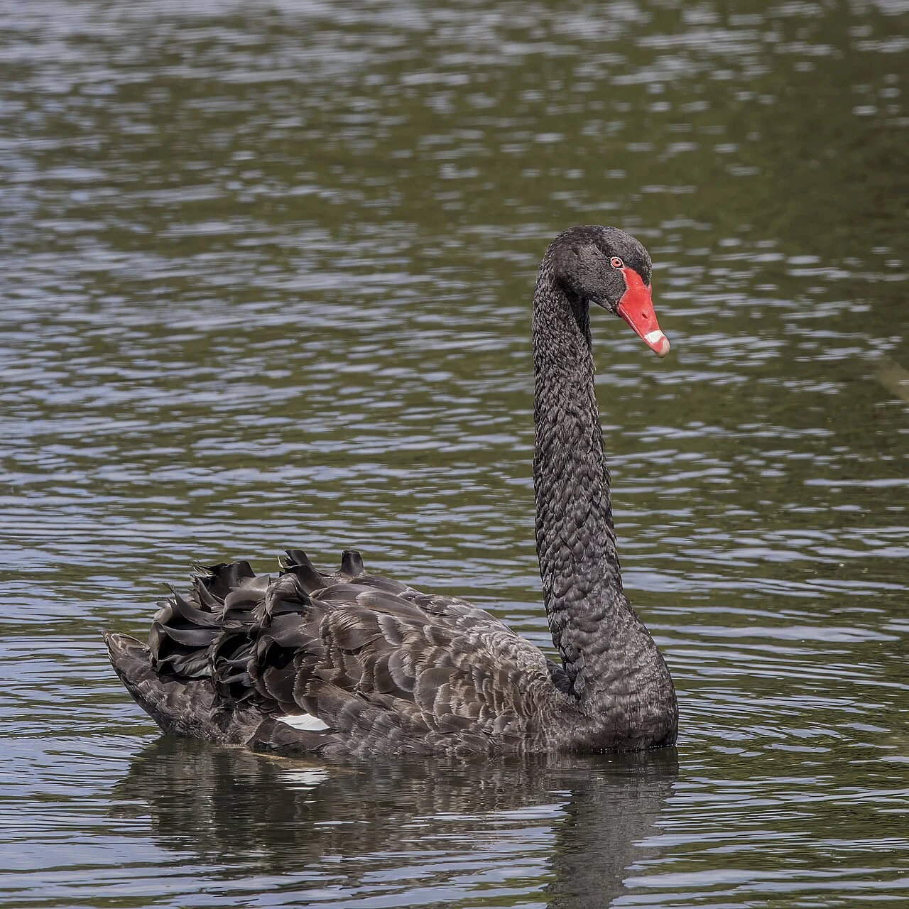 Black Swan (Cygnus atratus) — photo 3 of 5