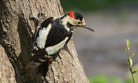 Syrian Woodpecker