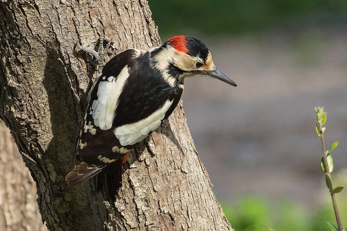 Syrian Woodpecker