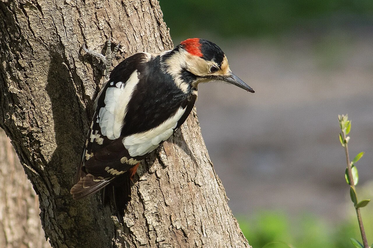 Syrian Woodpecker