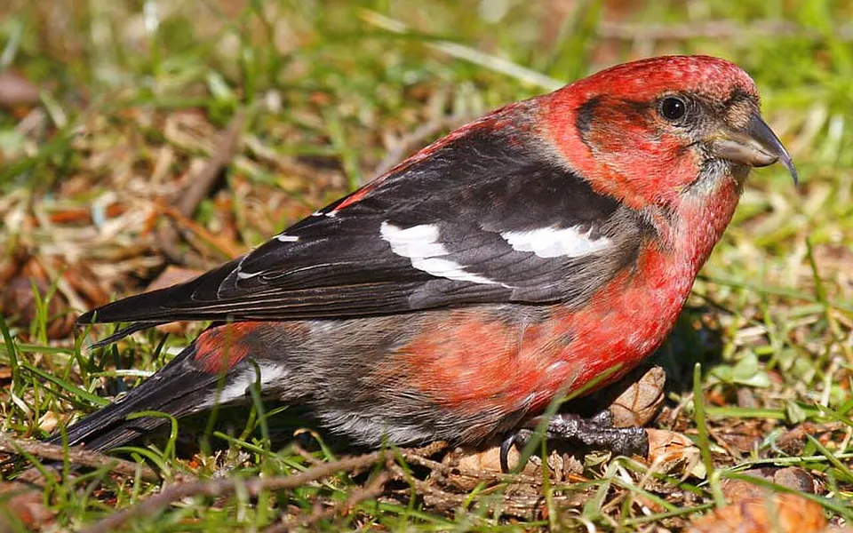 White-winged Crossbill (Loxia leucoptera)